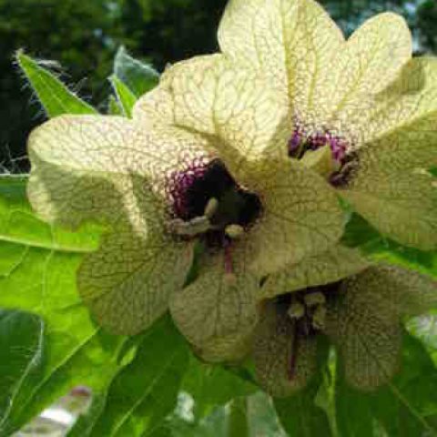 cropped-walpurgis-2010-0682.jpg